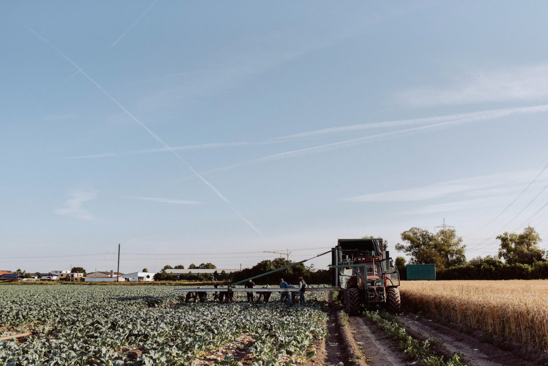 Ernte auf dem Feld, Unternehmensfotografie für den FESA Gemüsegroßhandel