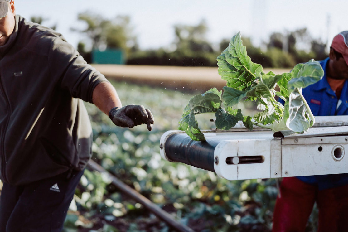 Erntearbeit auf dem FESA-Feld in der Pfalz, Reportagefotografie