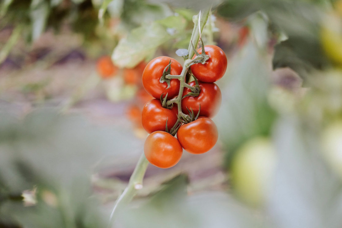 Tomatenernte beim Großbauern, Unternehmensfotografie für FESA