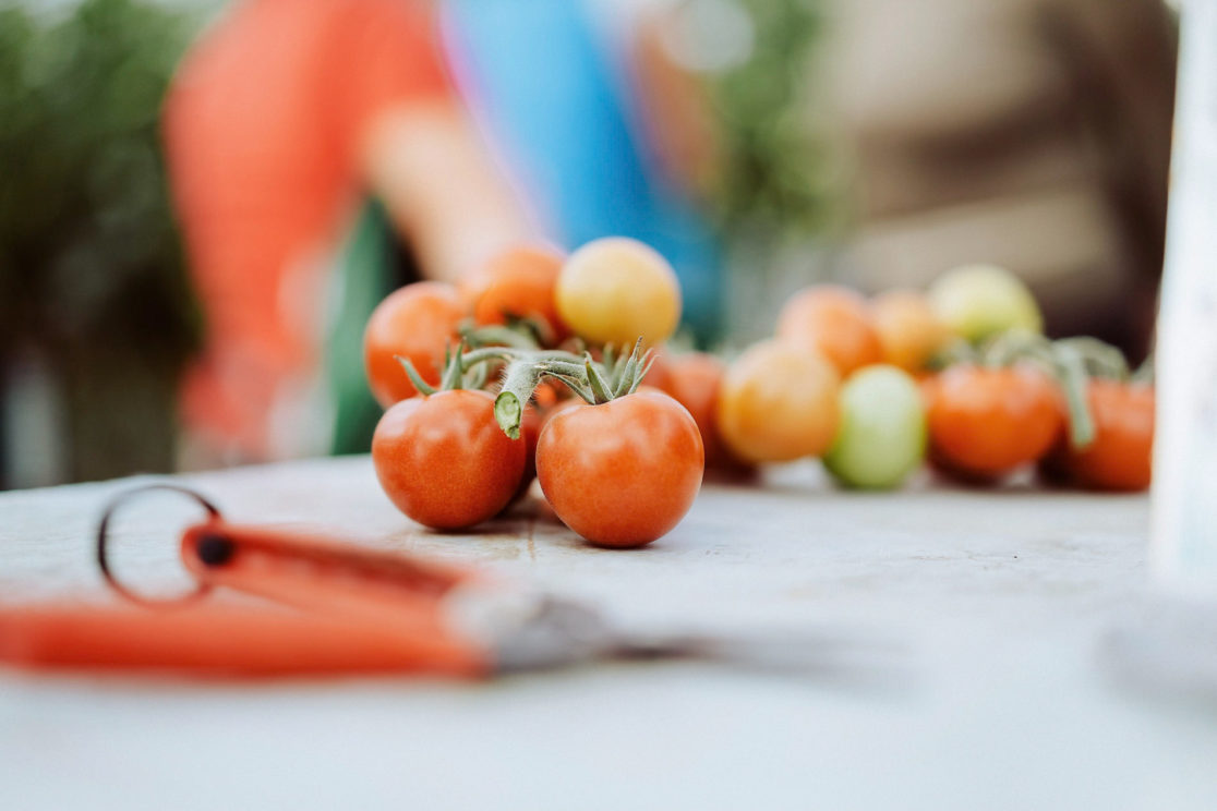 Frische Tomaten aus der Pfalz, Content für den FESA Gemüsegroßhandel