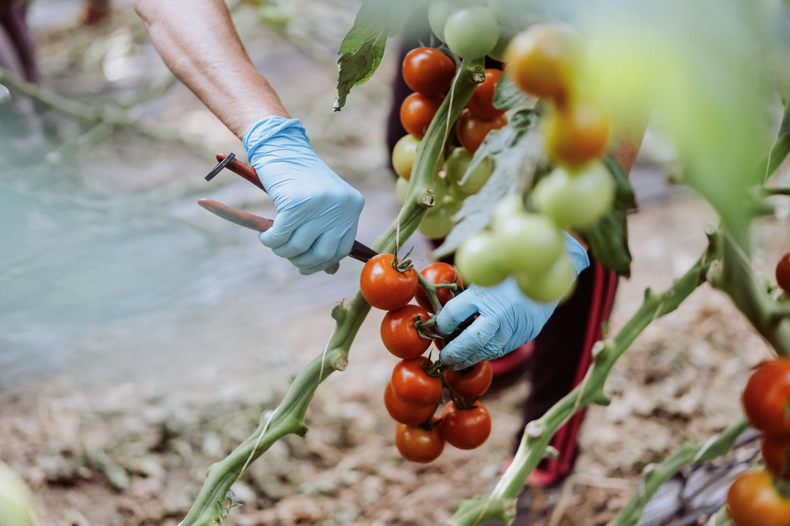Tomatenernte für den FESA-Gemüsegroßhandel in der Pfalz