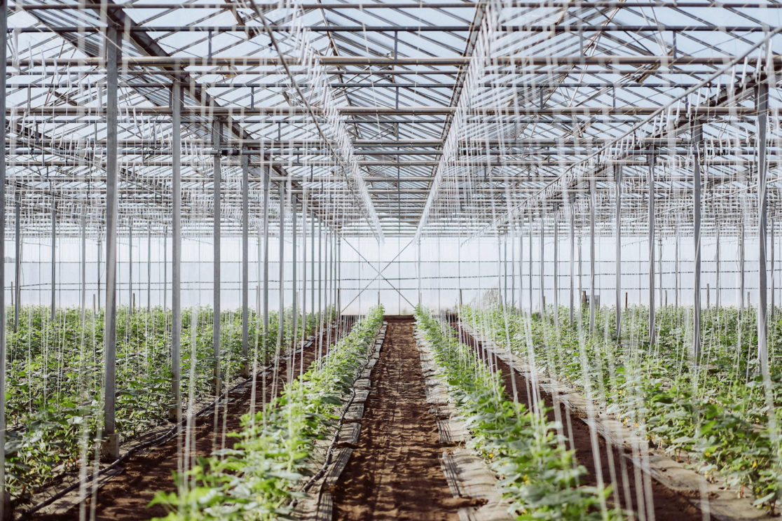Gurken aus der Pfalz, Produktfotografie für FESA