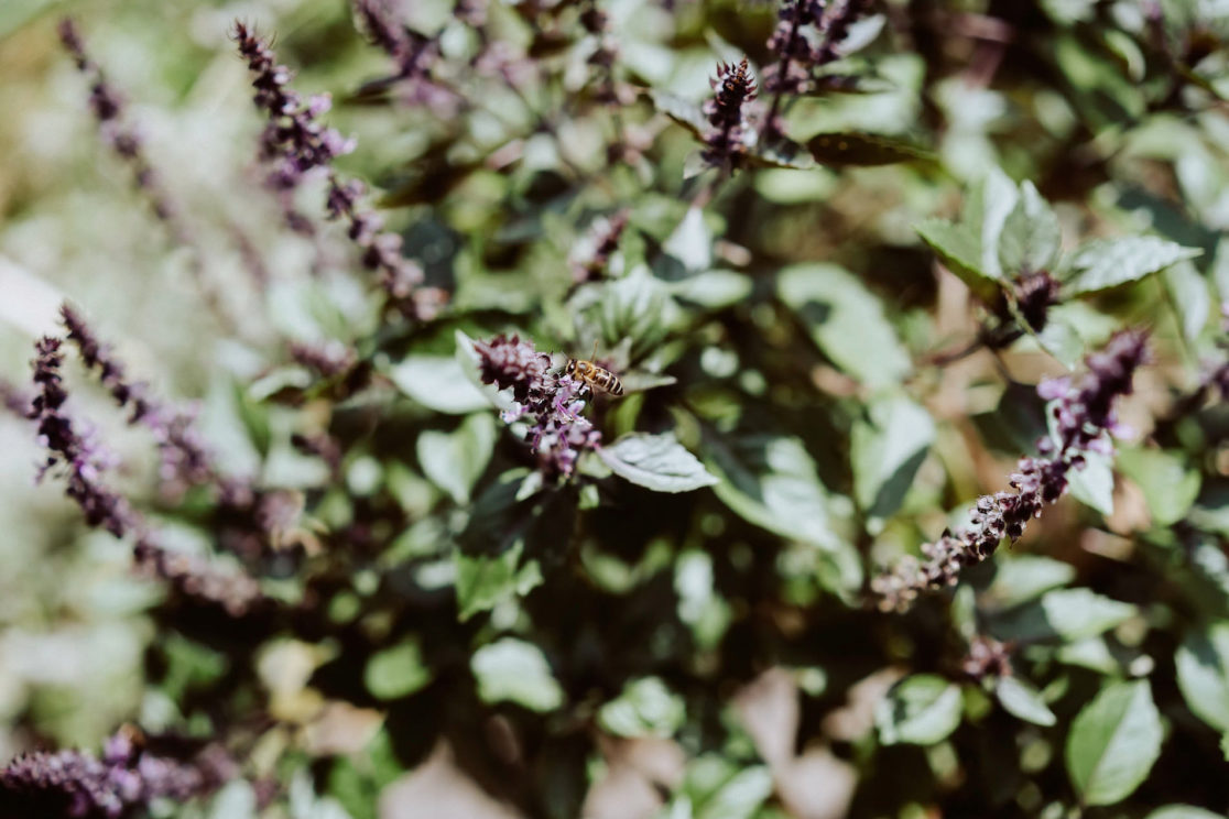 Biene auf einer Blüte im FESA-Anbau, Naturdetail für den Website-Content
