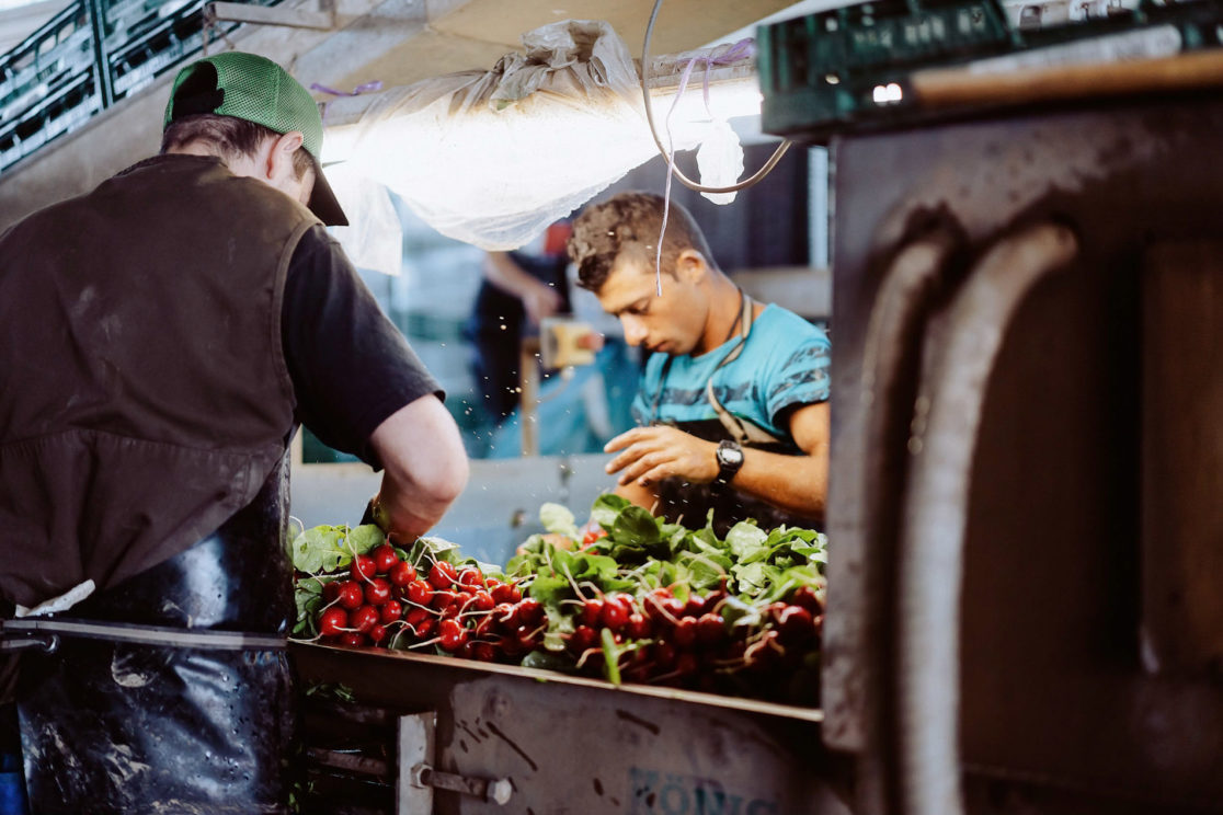 Erntefotos aus der Produktion von FESA in der Pfalz