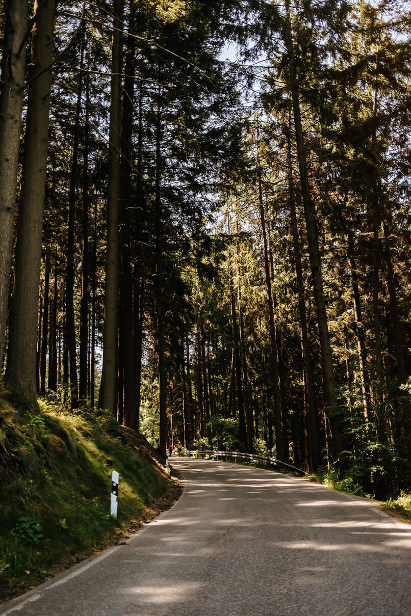 Kurvige Straße durch hohen Fichtenwald im Gegenlicht, Rennradfotografie von Sebastian Weindel